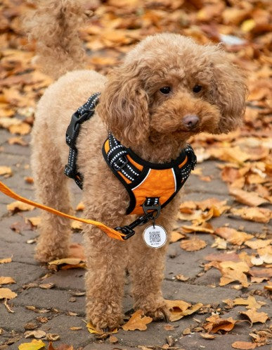 Geschirr/Harnais Spotted! PRO